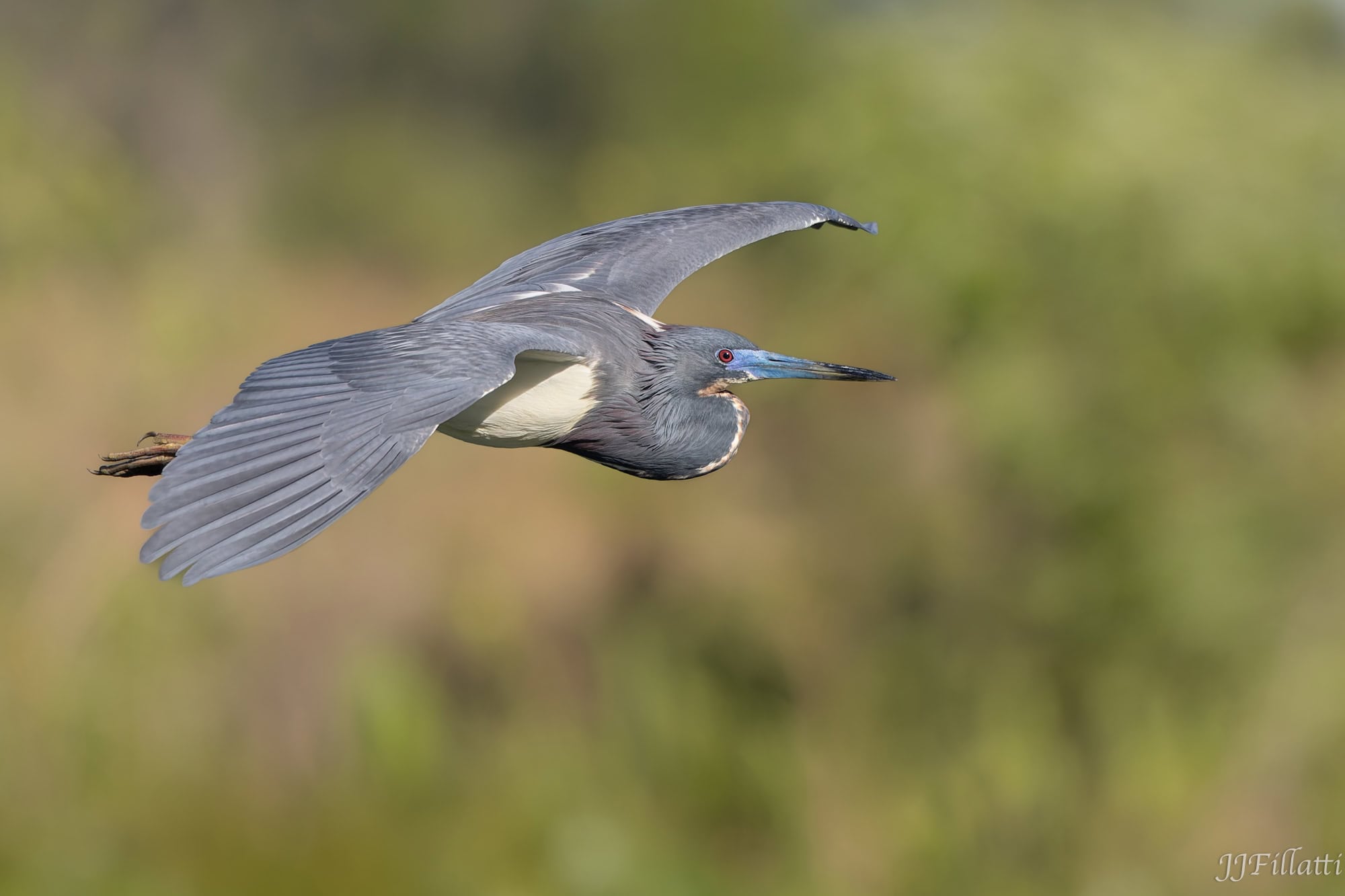 bird of florida image 11